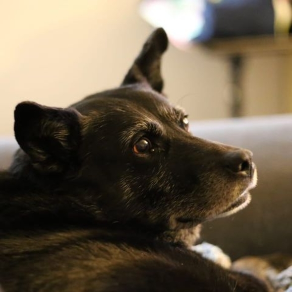 Meet your Posher, Aj - Picture 1 of 1